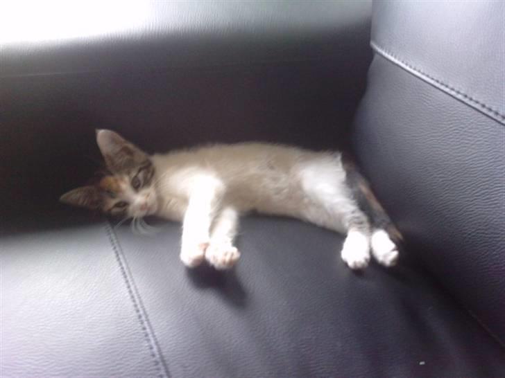 Huskat Plet billede 2