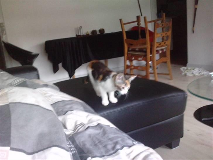 Huskat Plet billede 3