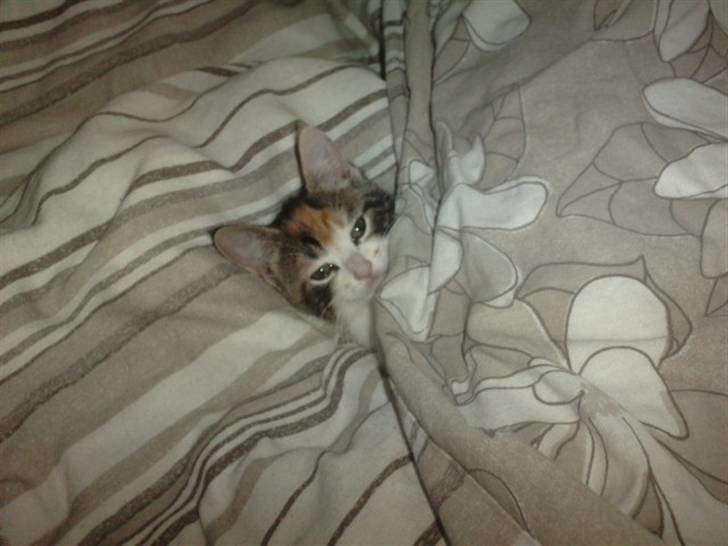 Huskat Plet billede 5