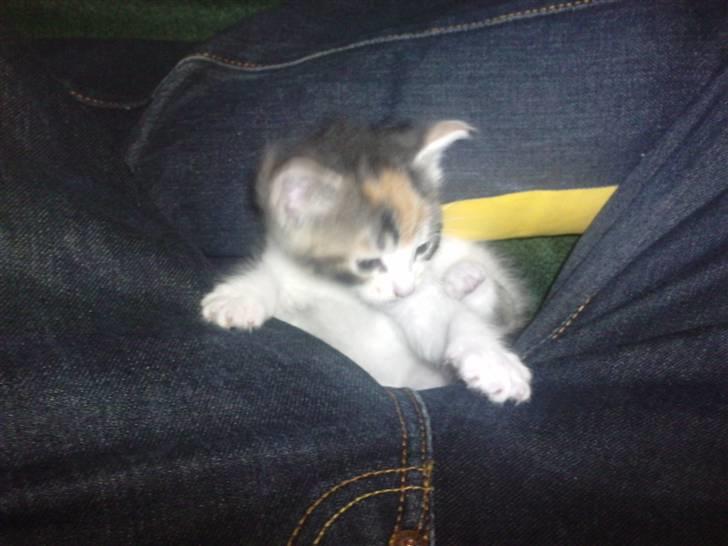 Huskat Plet billede 6