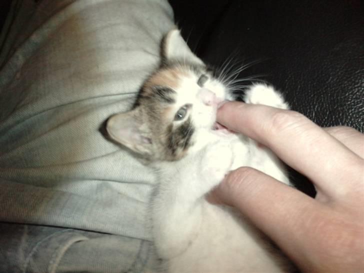 Huskat Plet billede 7