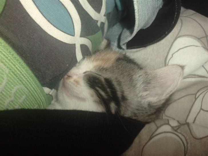 Huskat Plet billede 8