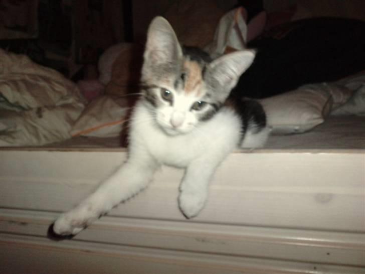 Huskat Plet billede 9