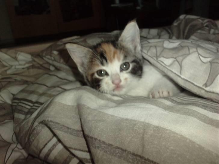 Huskat Plet billede 10