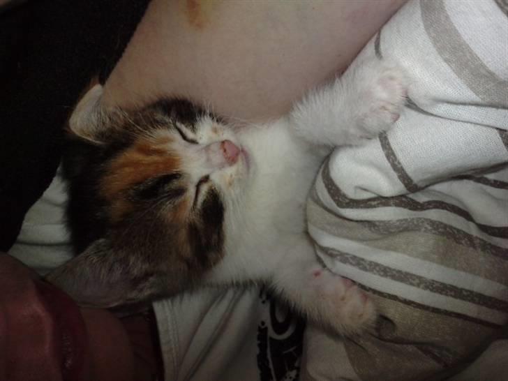 Huskat Plet billede 11