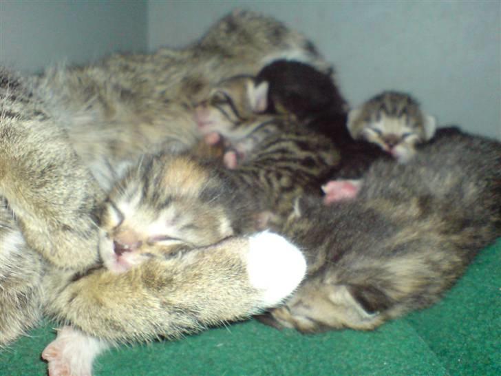 Huskat Plet billede 12