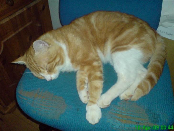 Huskat Desmo *VÆK :'(* billede 1