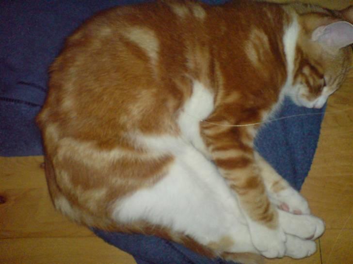 Huskat Desmo *VÆK :'(* billede 2