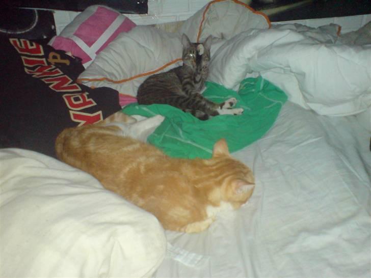 Huskat Desmo *VÆK :'(* billede 3