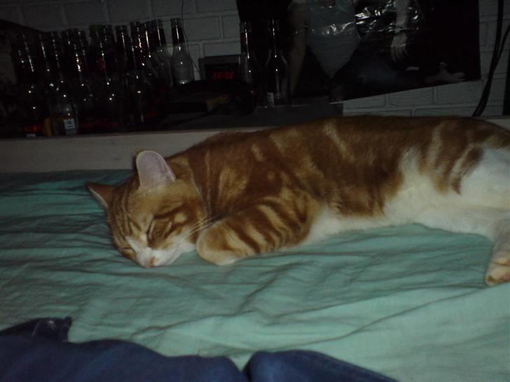 Huskat Desmo *VÆK :'(* billede 4