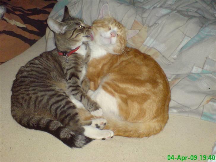 Huskat Desmo *VÆK :'(* billede 5