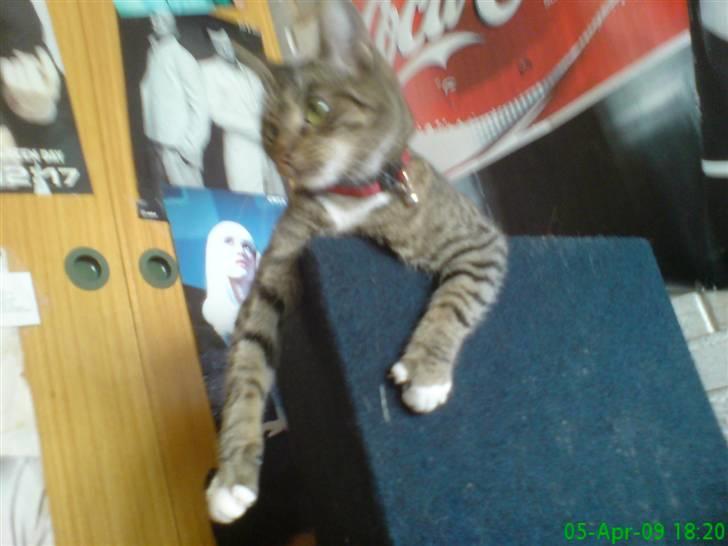 Huskat frøken billede 10