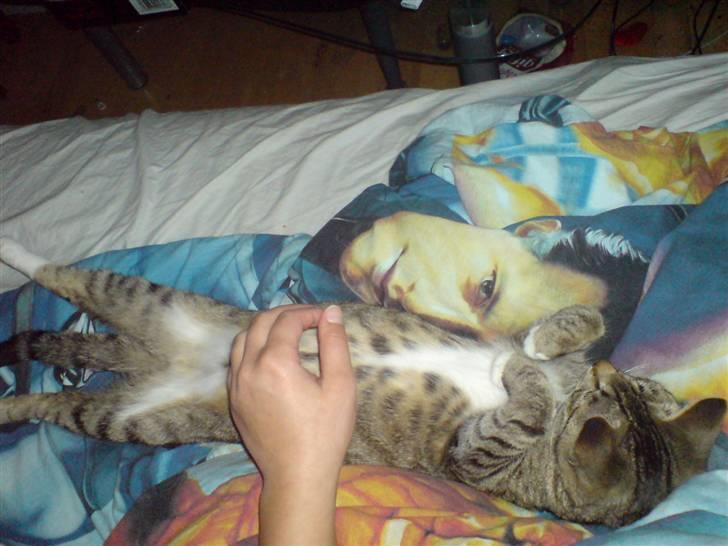 Huskat frøken billede 11