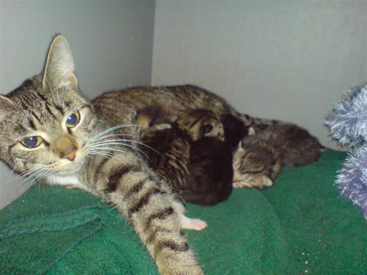 Huskat frøken billede 12