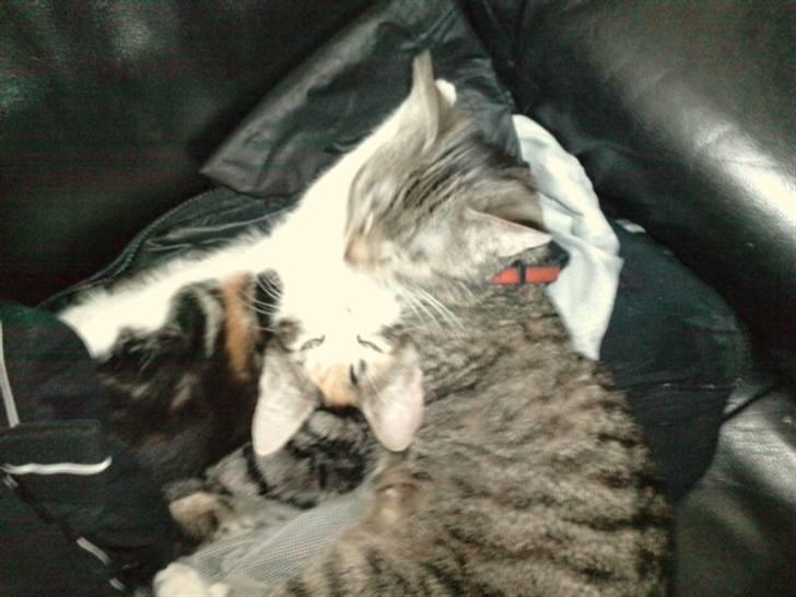 Huskat frøken billede 13