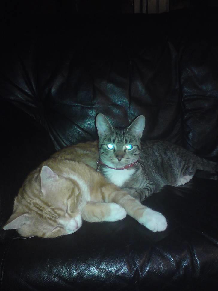 Huskat Desmo *VÆK :'(* billede 6