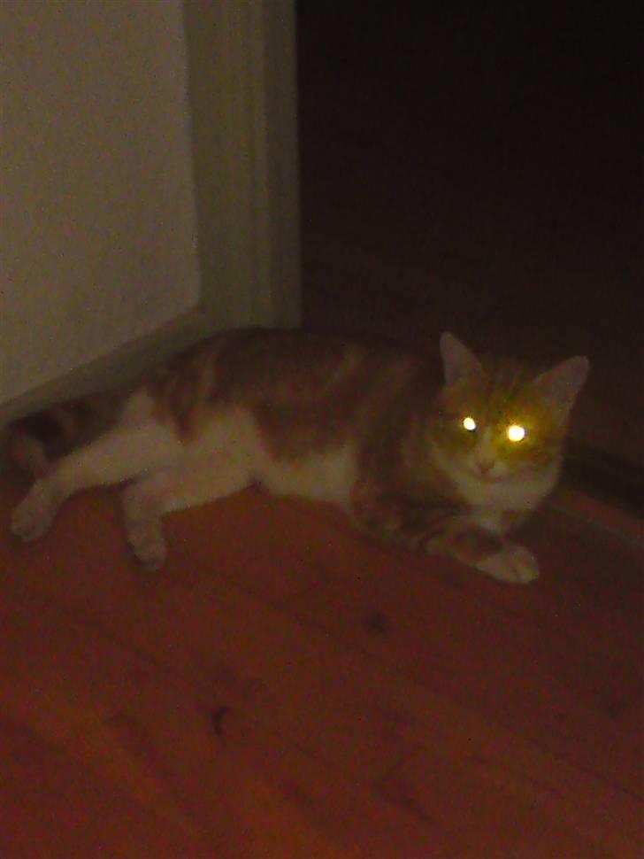 Huskat Desmo *VÆK :'(* billede 7