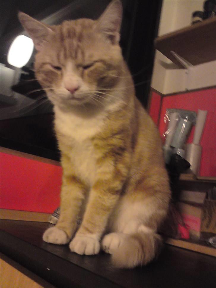 Huskat Desmo *VÆK :'(* billede 9