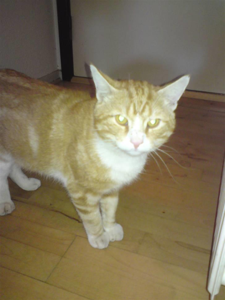 Huskat Desmo *VÆK :'(* billede 10