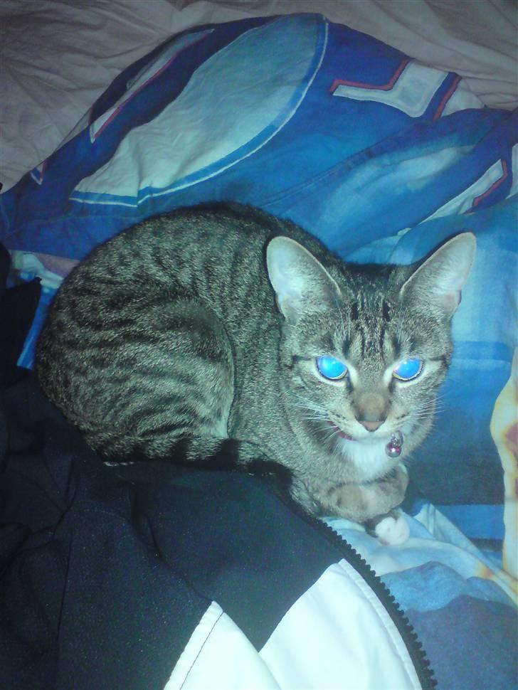 Huskat frøken billede 14