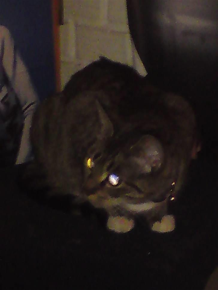 Huskat frøken billede 15