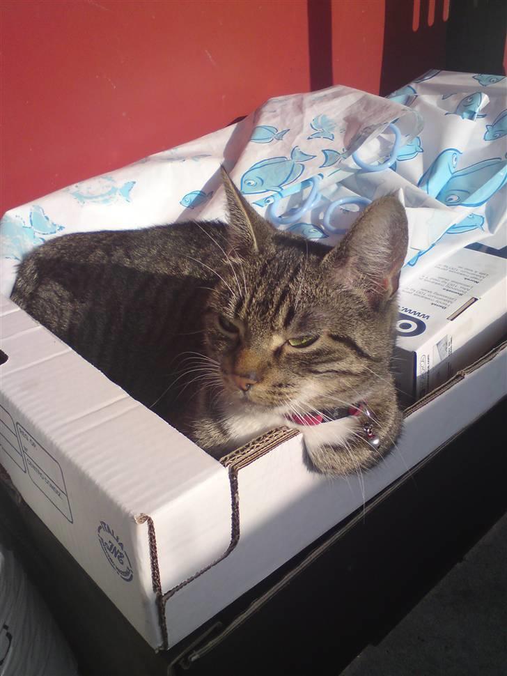 Huskat frøken billede 16