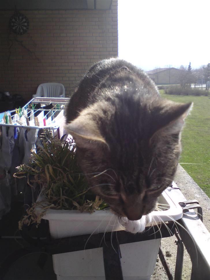 Huskat frøken billede 17