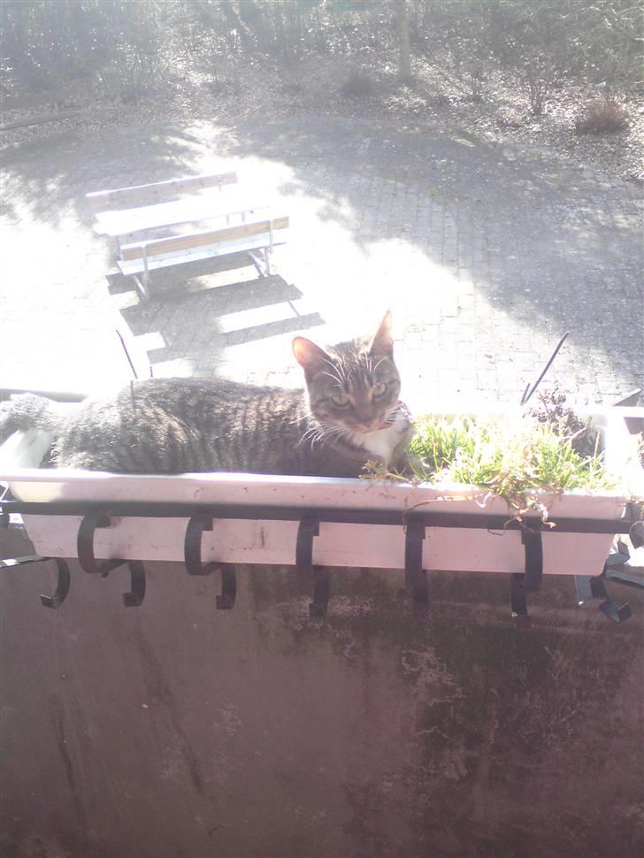 Huskat frøken billede 18