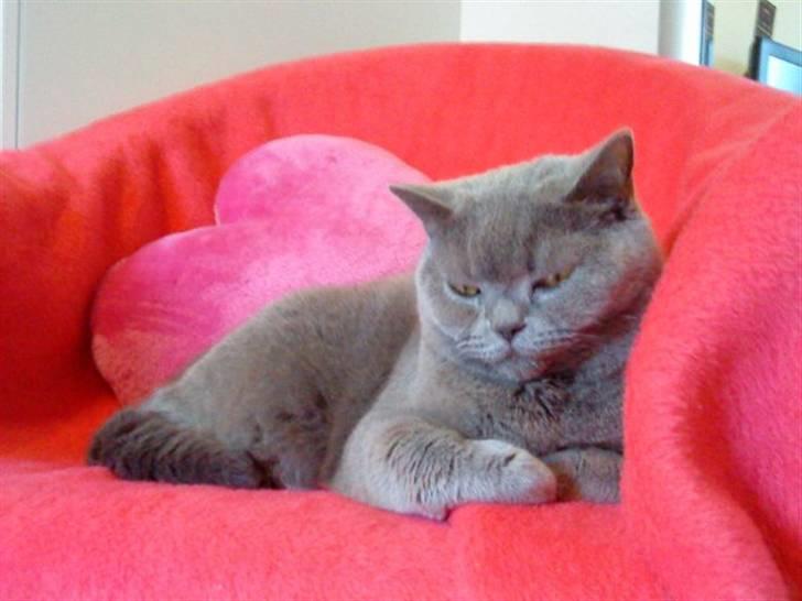 British Shorthair Zenia - zenie  slapper af billede 1