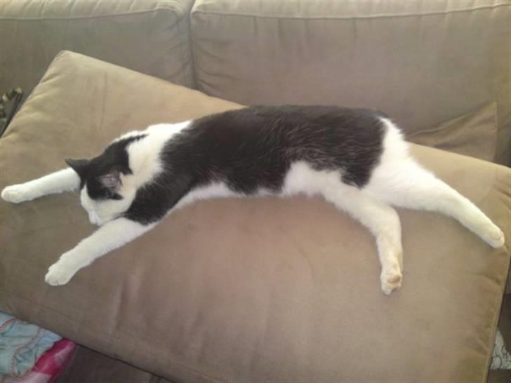 Huskat Bella billede 2