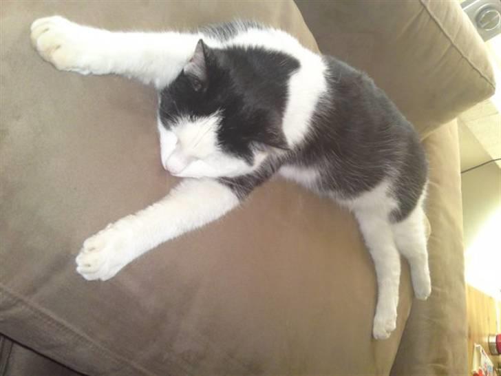 Huskat Bella billede 3