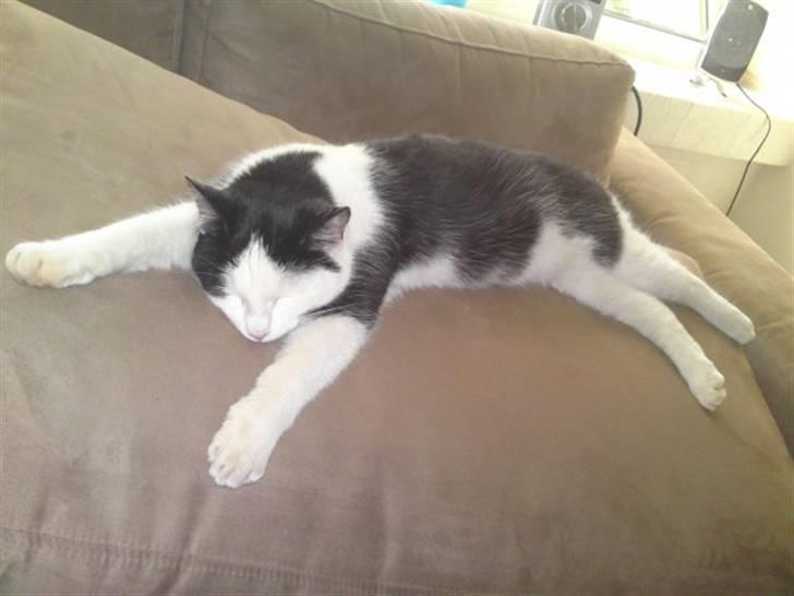 Huskat Bella billede 4