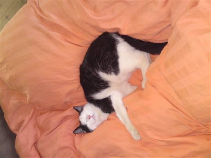 Huskat Bella billede 5