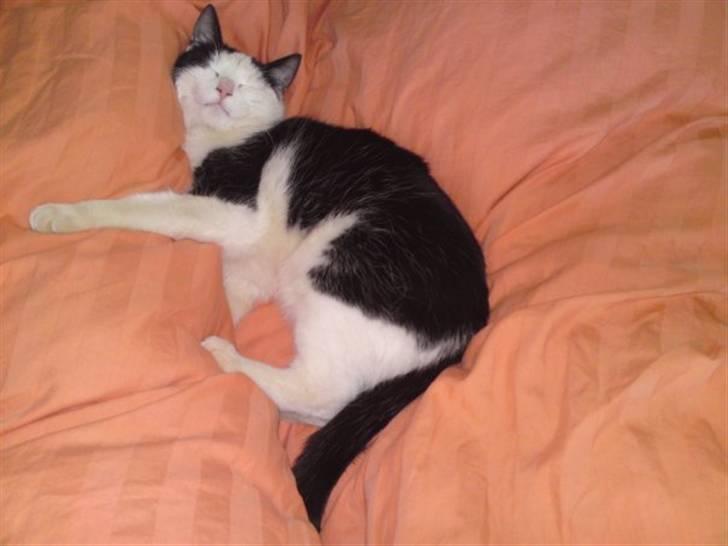 Huskat Bella billede 6