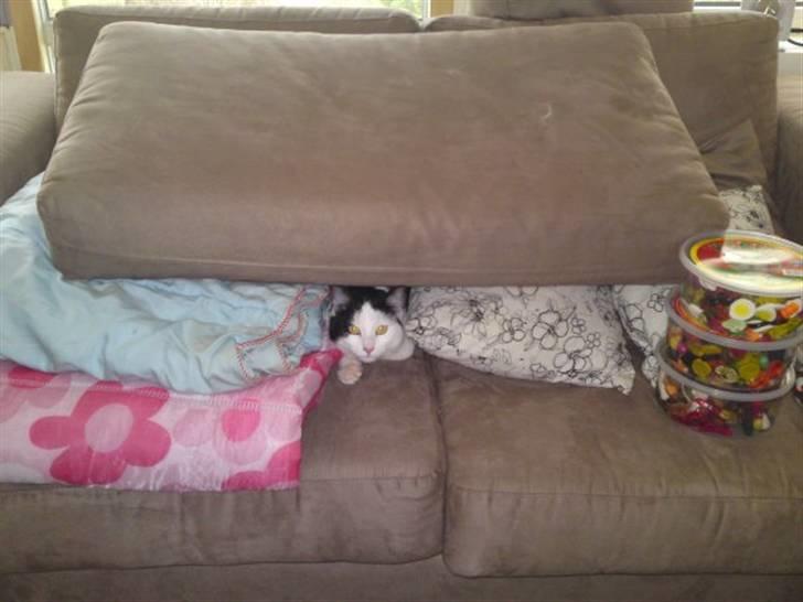 Huskat Bella billede 7