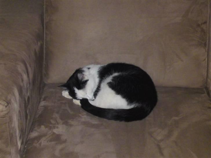 Huskat Bella billede 8