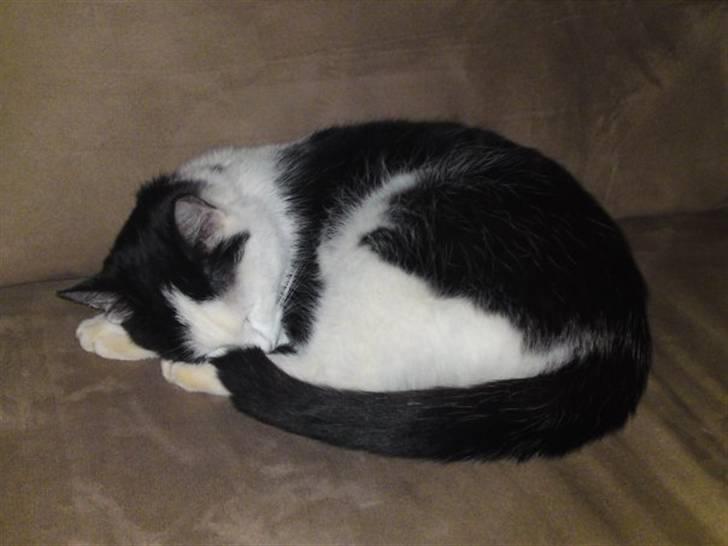 Huskat Bella billede 9