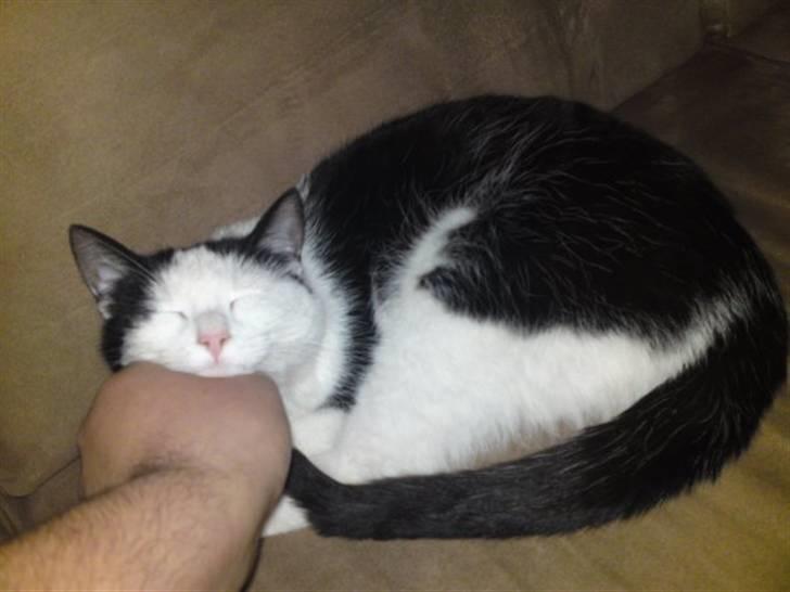 Huskat Bella billede 10