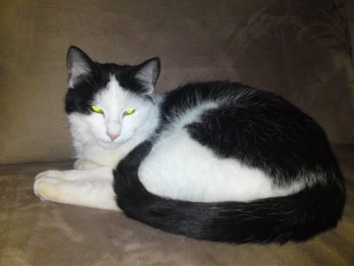 Huskat Bella billede 11