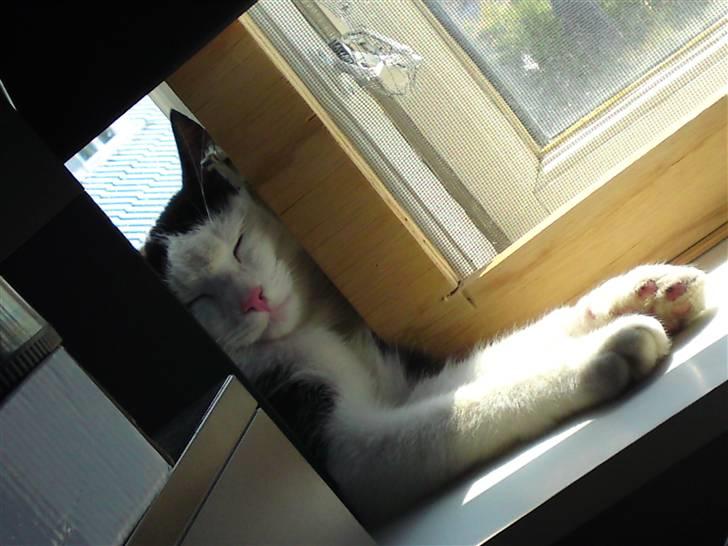 Huskat Bella billede 12