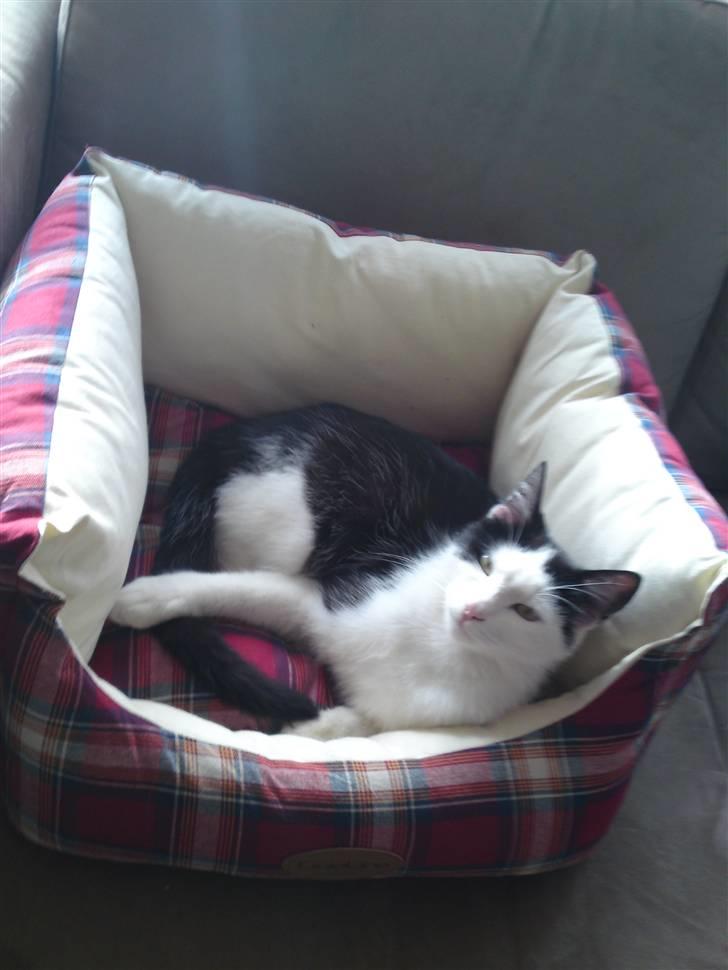 Huskat Bella billede 13