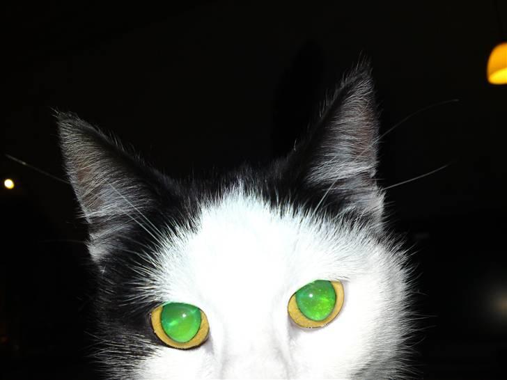 Huskat Bella billede 14