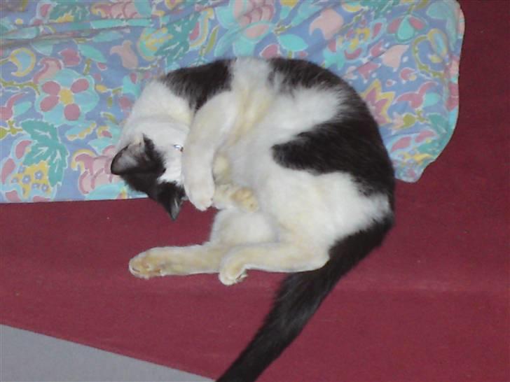 Huskat Bella billede 15