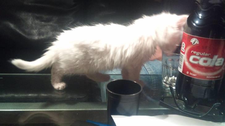 Norsk Skovkat Snowball- R.I.P -(-@ billede 9