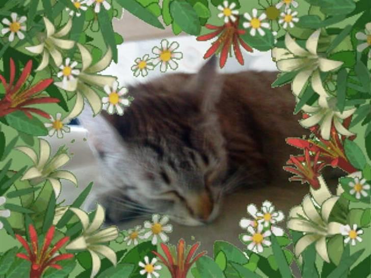 Blanding af racer Felix - Felix slapper af, rammen er fra min mobil... billede 1