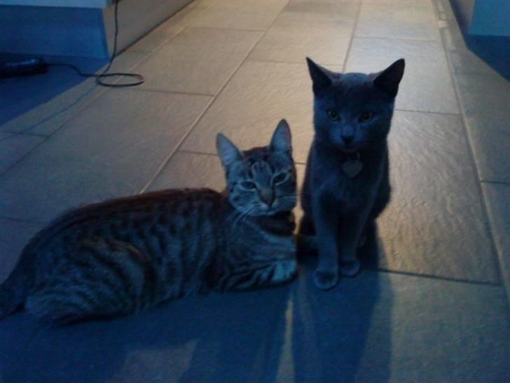 Blanding af racer Felix - Felix sammen med Dumle. <3 billede 2