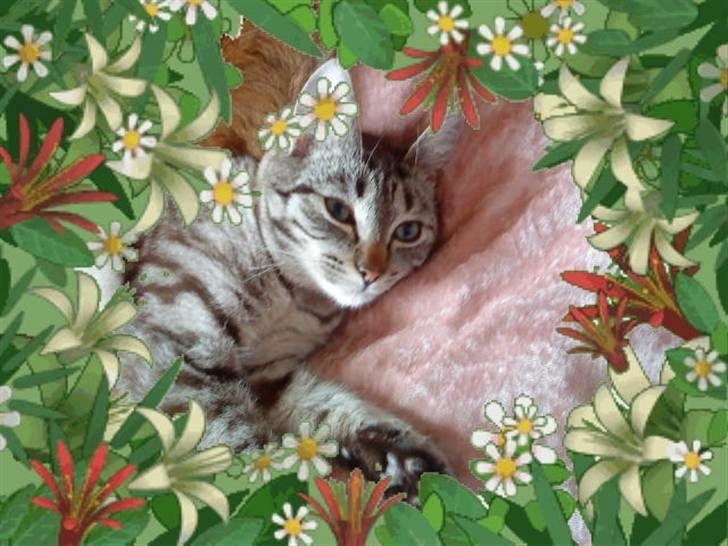 Blanding af racer Felix - Felix, ramme fra mobilen.. billede 5