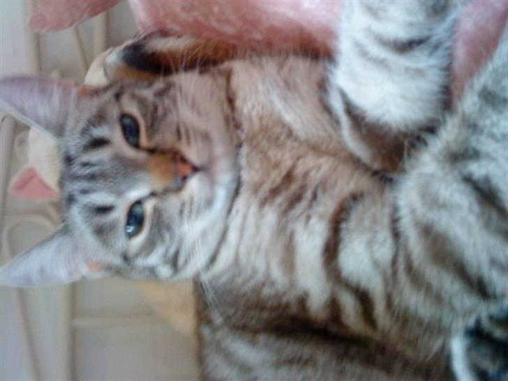 Blanding af racer Felix - Undskyld at det vender sådan... billede 6