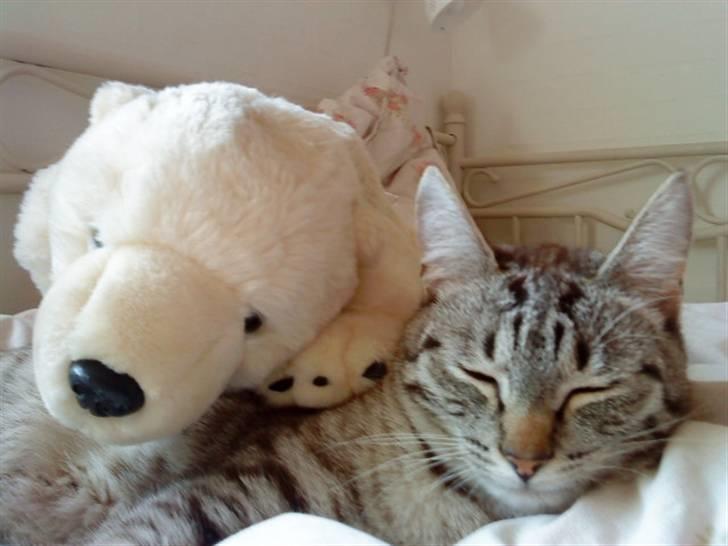 Blanding af racer Felix - Felix med bamsen Knut.. billede 7