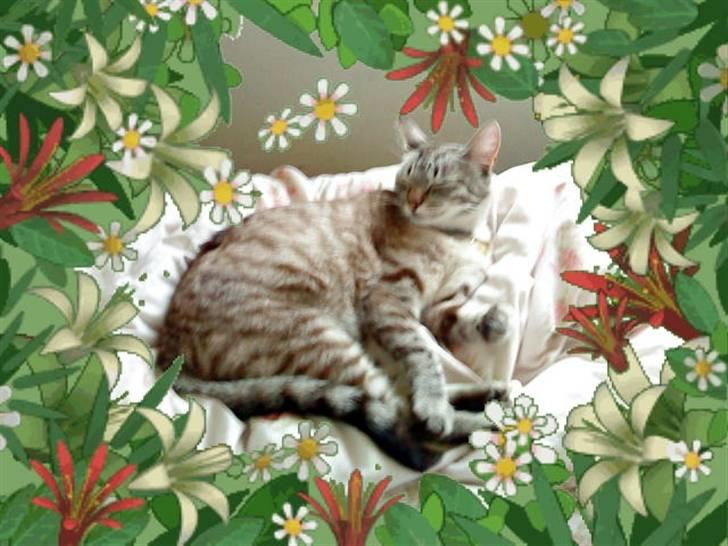 Blanding af racer Felix - Felix. <3 :i ´` billede 8